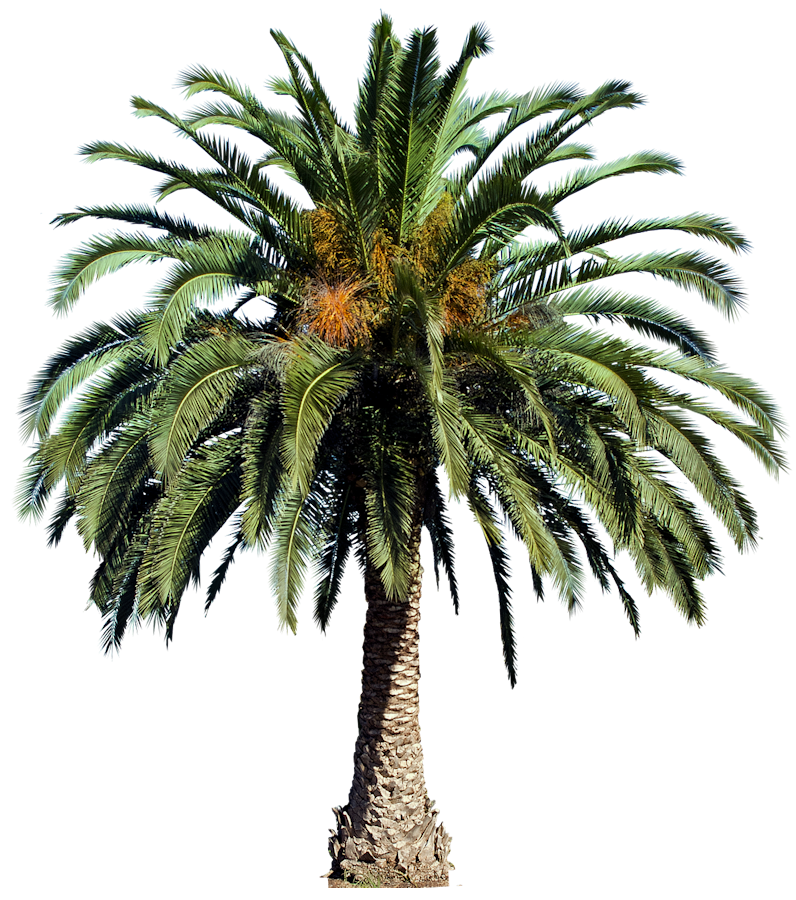 Date Palm Tree PNG PNG All PNG All