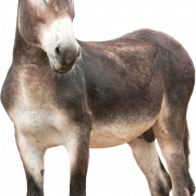 Donkey Transparent | PNG All