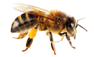 Bee-PNG-3.png