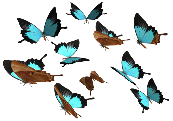 png clipart- butterfly pack - photo #16