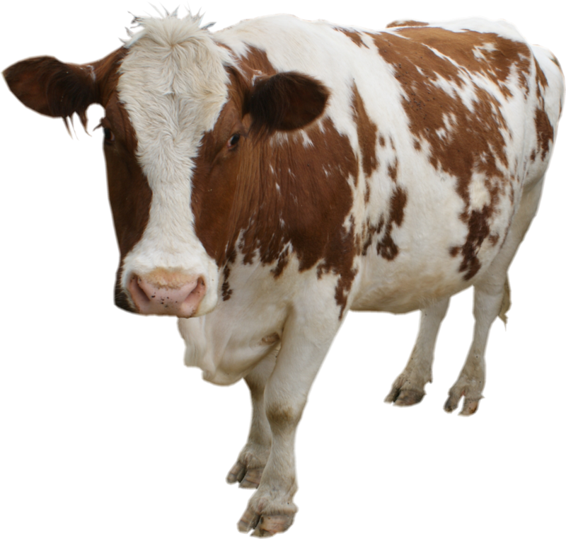 Cow PNG Transparent Images | PNG All