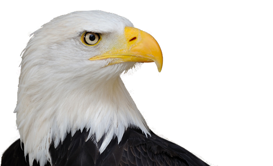 Featured image of post Eagle Images Hd Png : Browse and download hd eagle logo png images with transparent background for free.