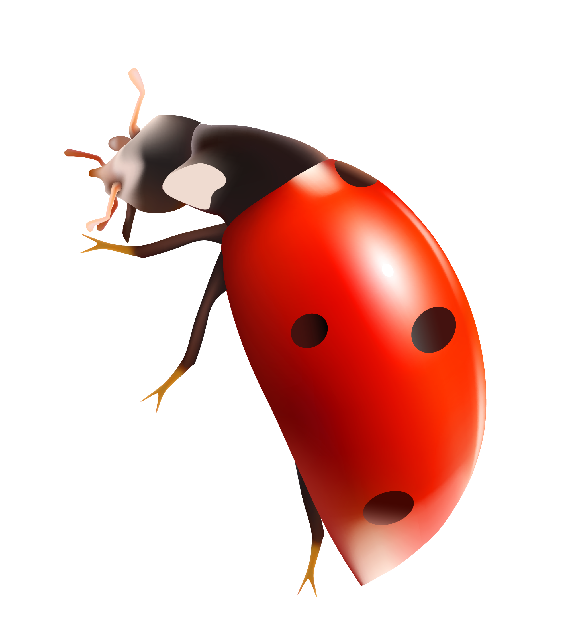 ladybug flying clipart - photo #27
