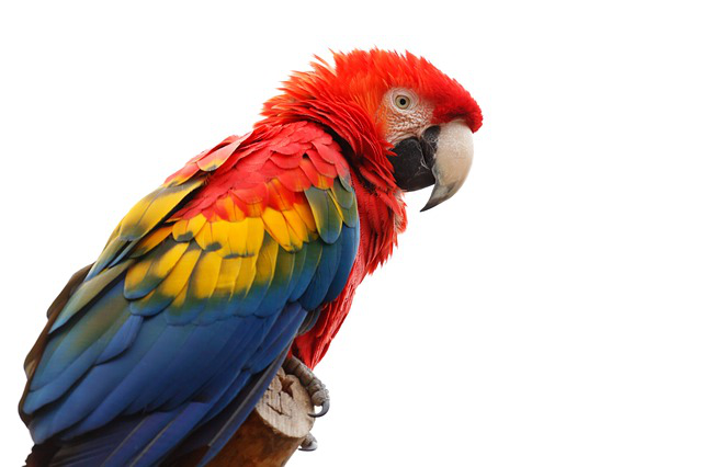 Macaw PNG Transparent Images | PNG All