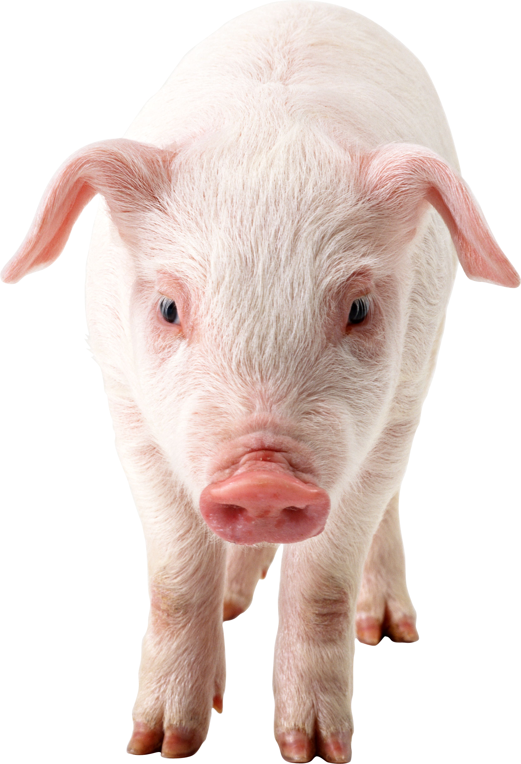 pig clipart png - photo #33