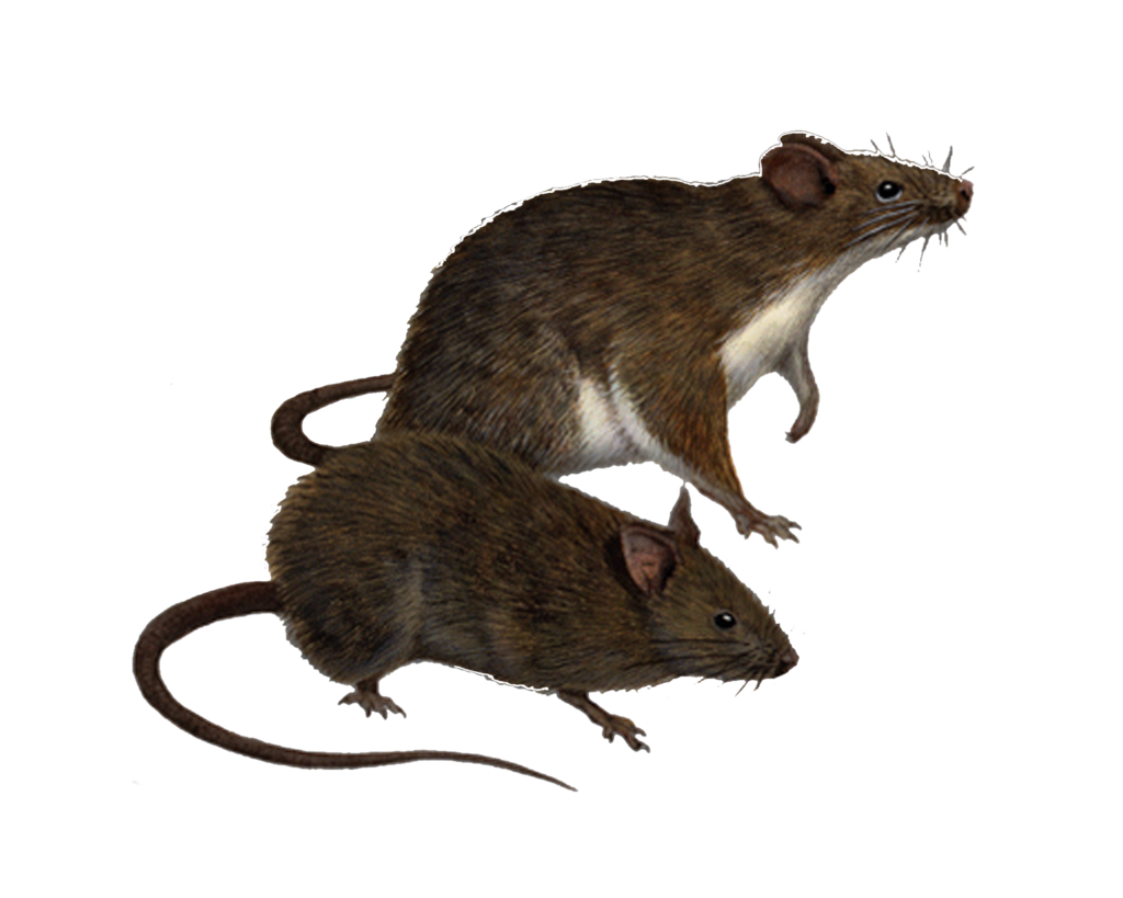 Rat PNG Transparent Images | PNG All