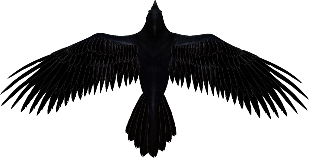Raven PNG Transparent Images | PNG All