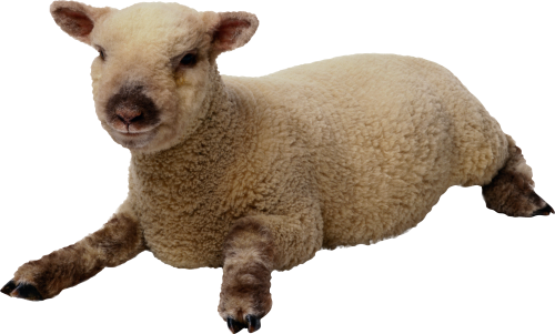 Sheep PNG Transparent Images | PNG All