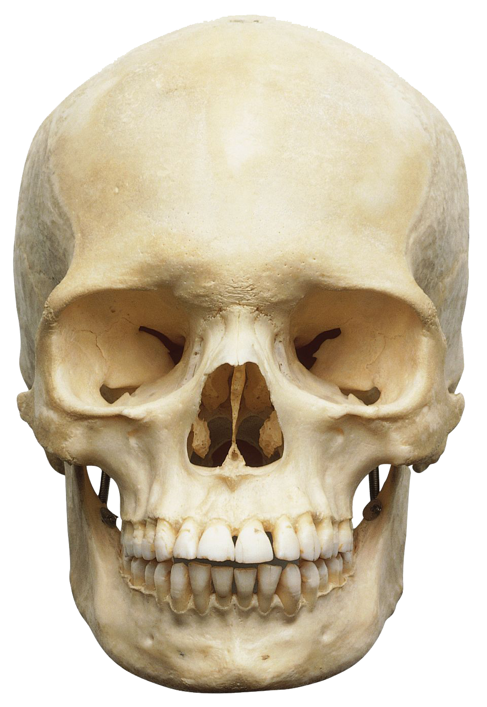 Skeleton Head PNG Transparent Images | PNG All