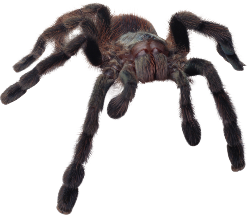 Spider PNG Transparent Images | PNG All