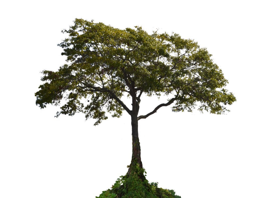 Featured image of post Transparent Background Tree Png Hd Get a transparent background for any image