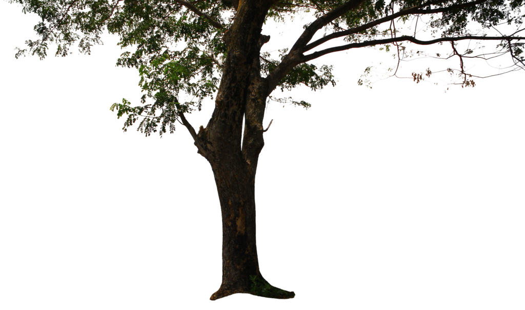 Tree Png Background Png All