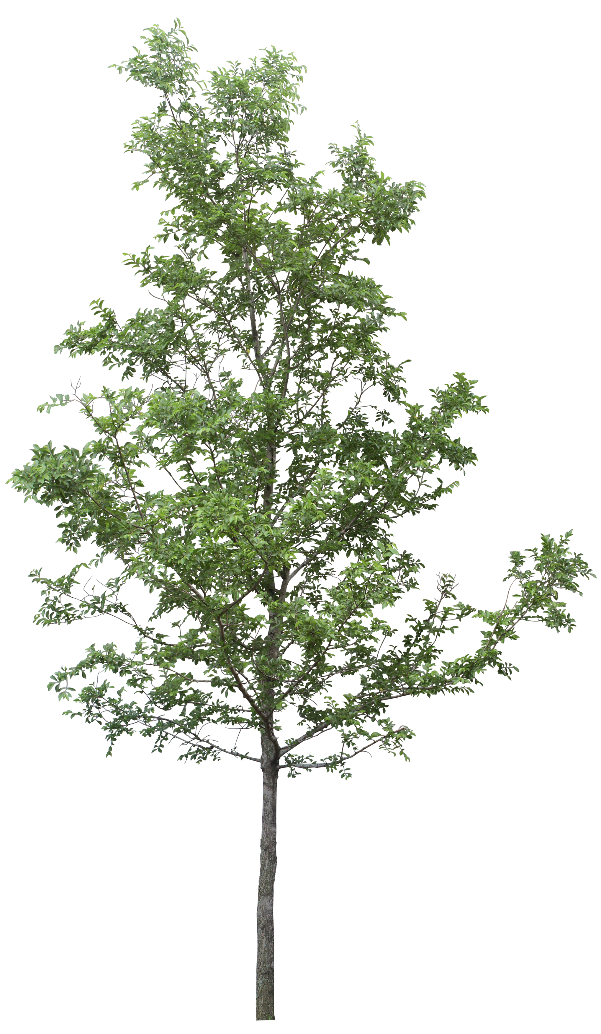 png clipart tree - photo #37