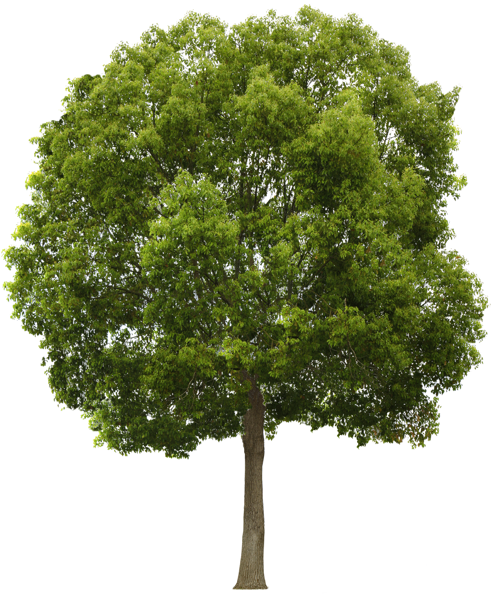 Tree Png Transparent Images Png All
