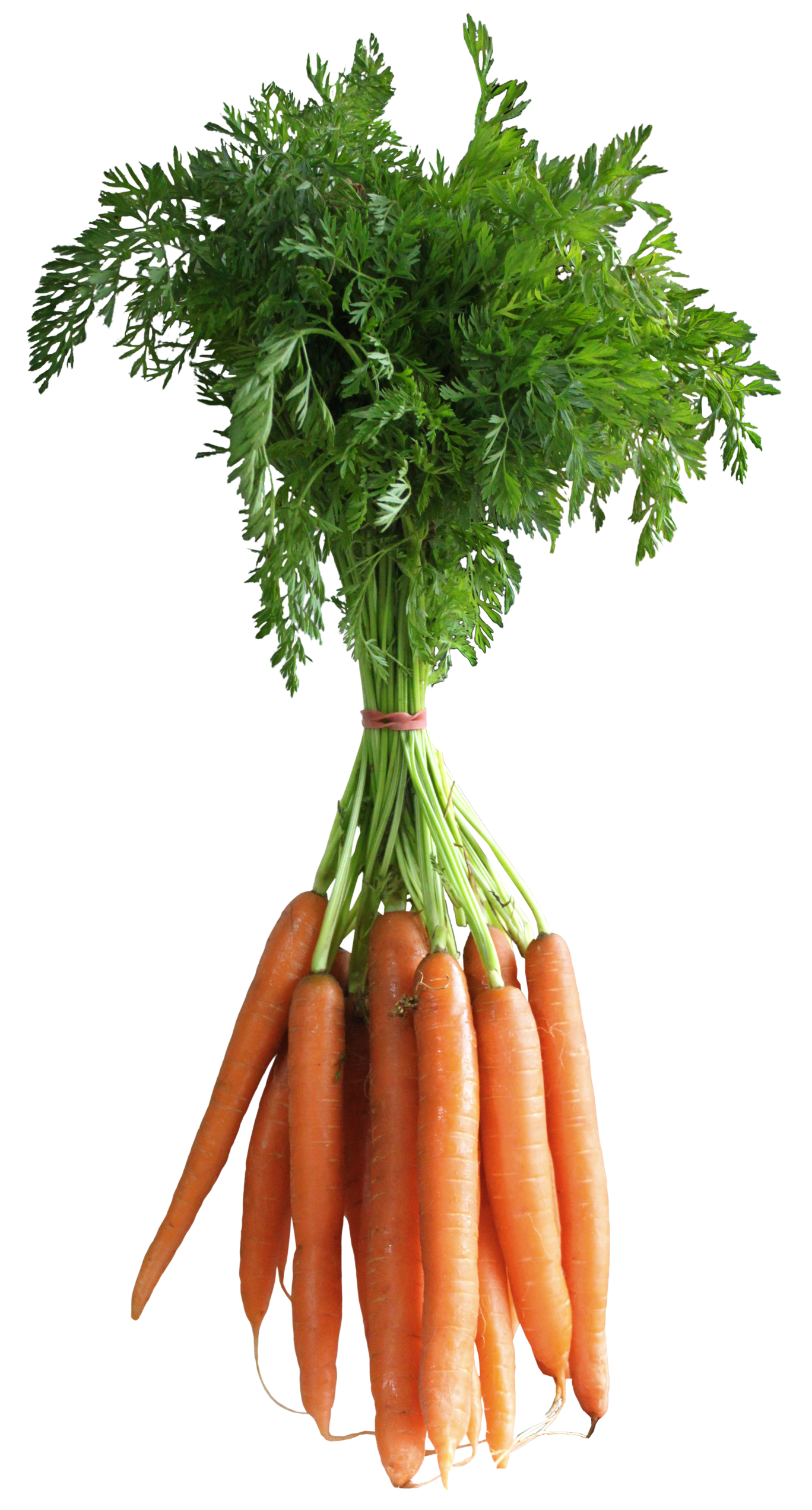 Carrot PNG Transparent Images | PNG All