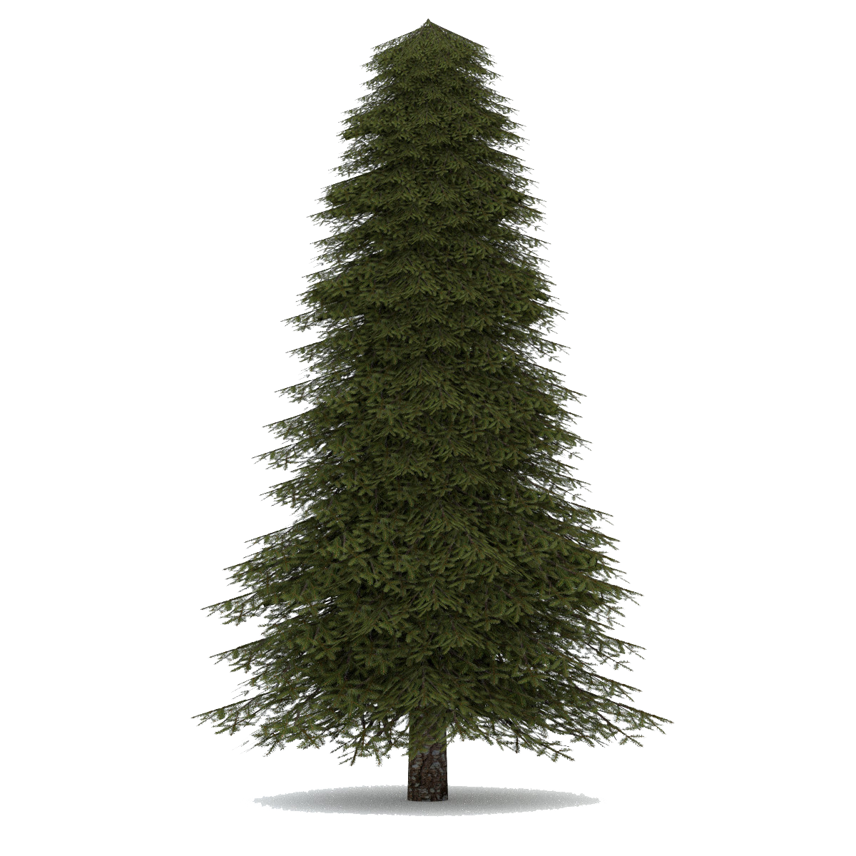 Fir-Tree PNG Image | PNG All