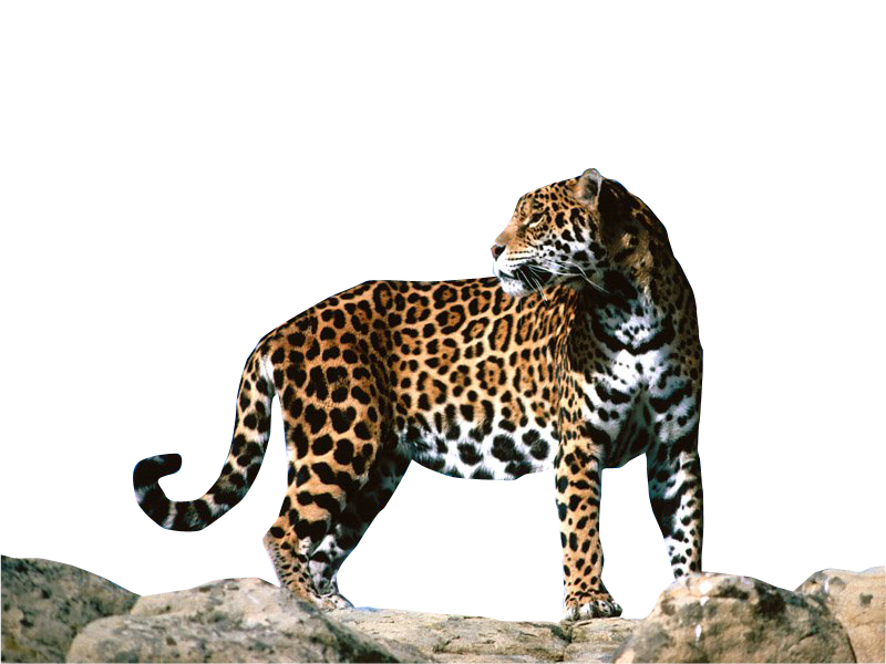 jaguar animal clipart - photo #27