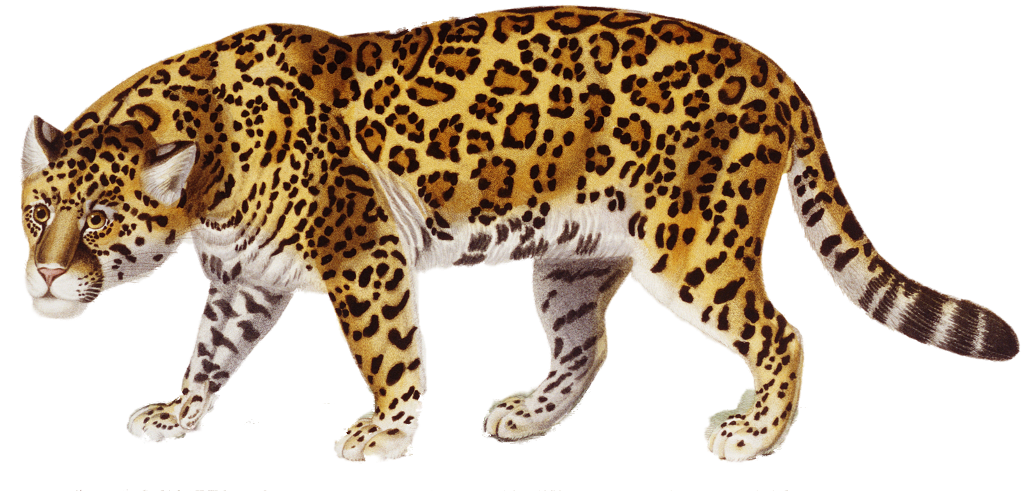 jaguar animal clipart - photo #43