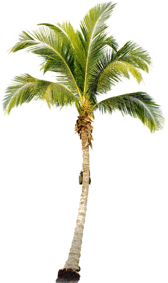 palm tree clip art transparent background - photo #39