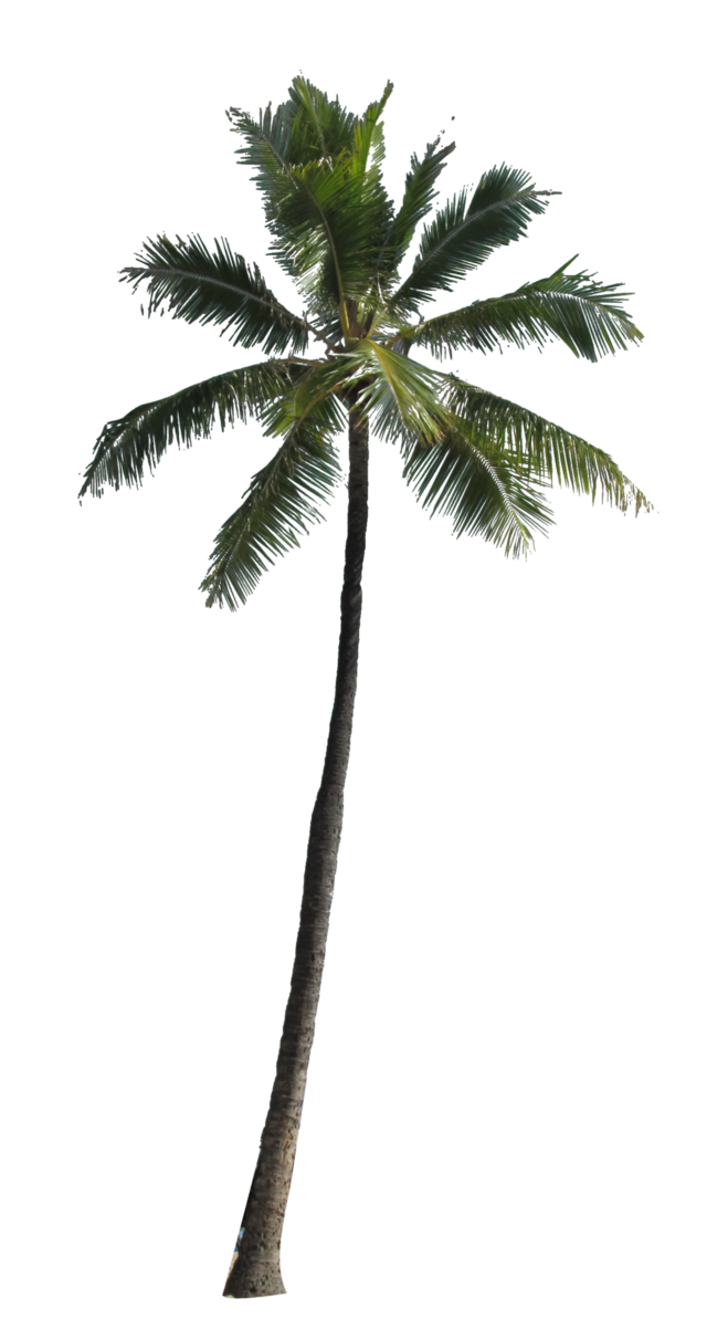 palm tree clip art transparent background - photo #30