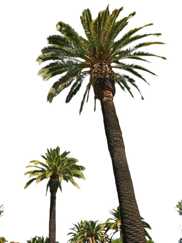 palm tree clip art transparent background - photo #38