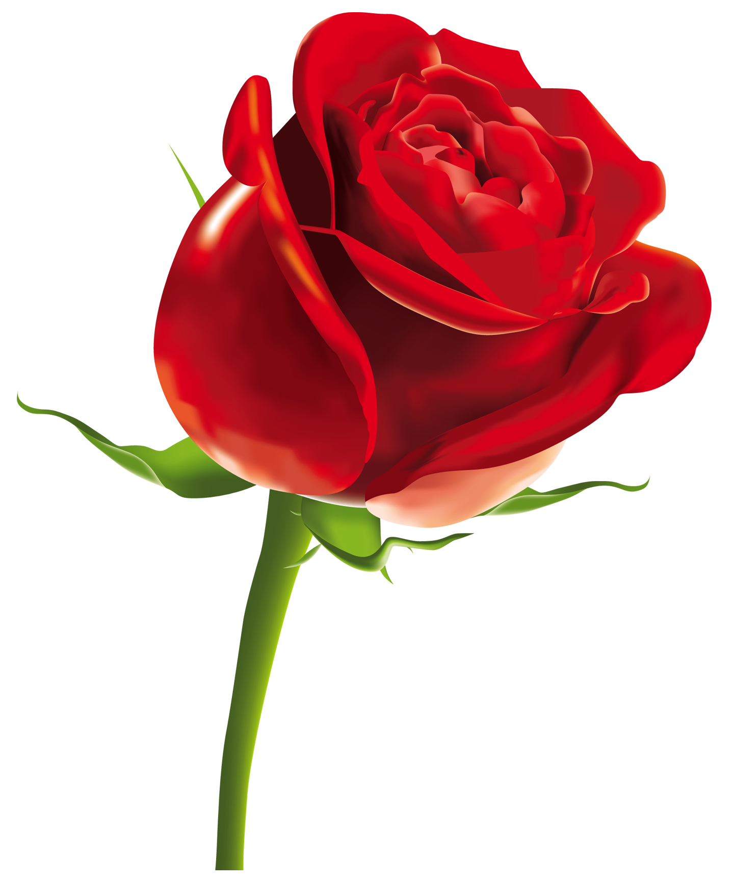 rose clipart - photo #29