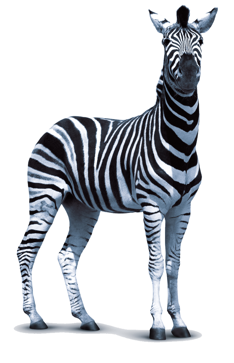 Zebra PNG Transparent Images | PNG All