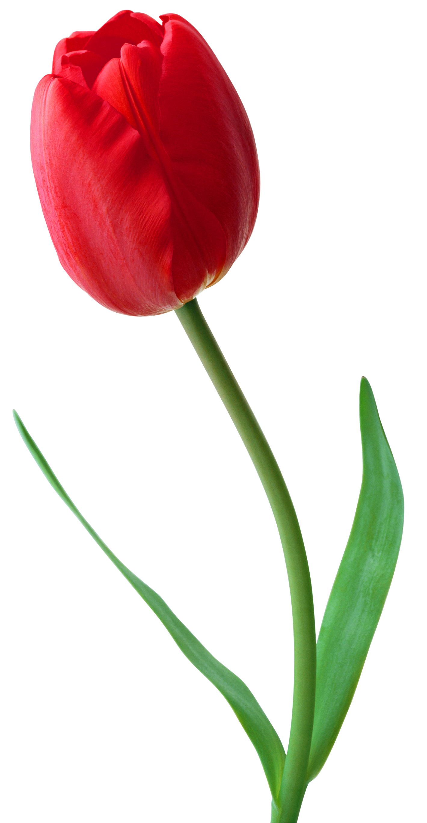 תוצאת תמונה עבור ‪Tulip‬‏