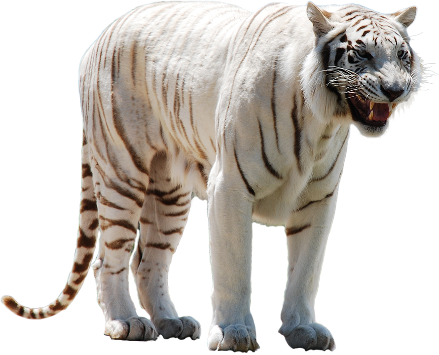 white tiger clipart - photo #19