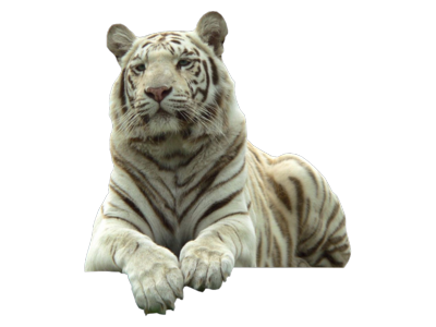 White Tiger PNG Transparent Images | PNG All
