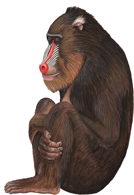 Baboon PNG Transparent Images | PNG All