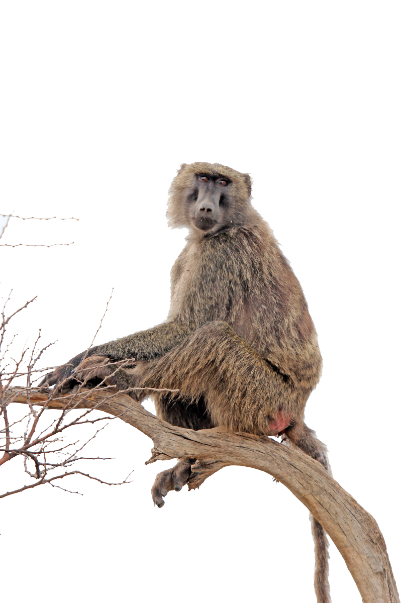 Baboon PNG Transparent Images | PNG All
