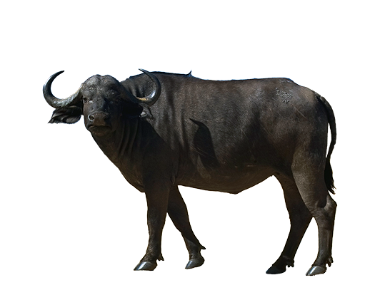 Buffalo PNG Transparent Images | PNG All