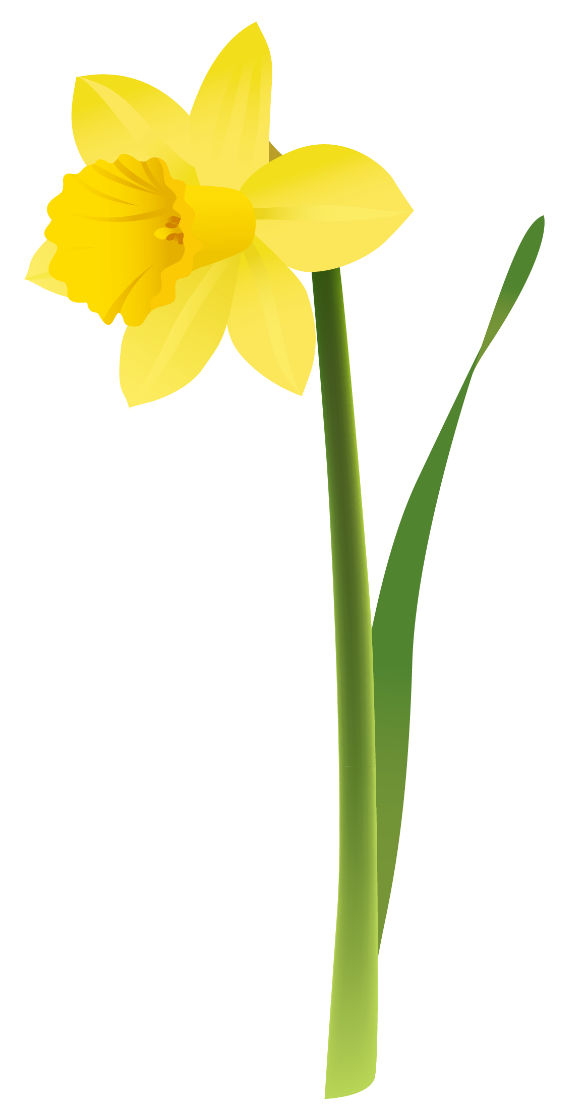 free clip art daffodil border - photo #31
