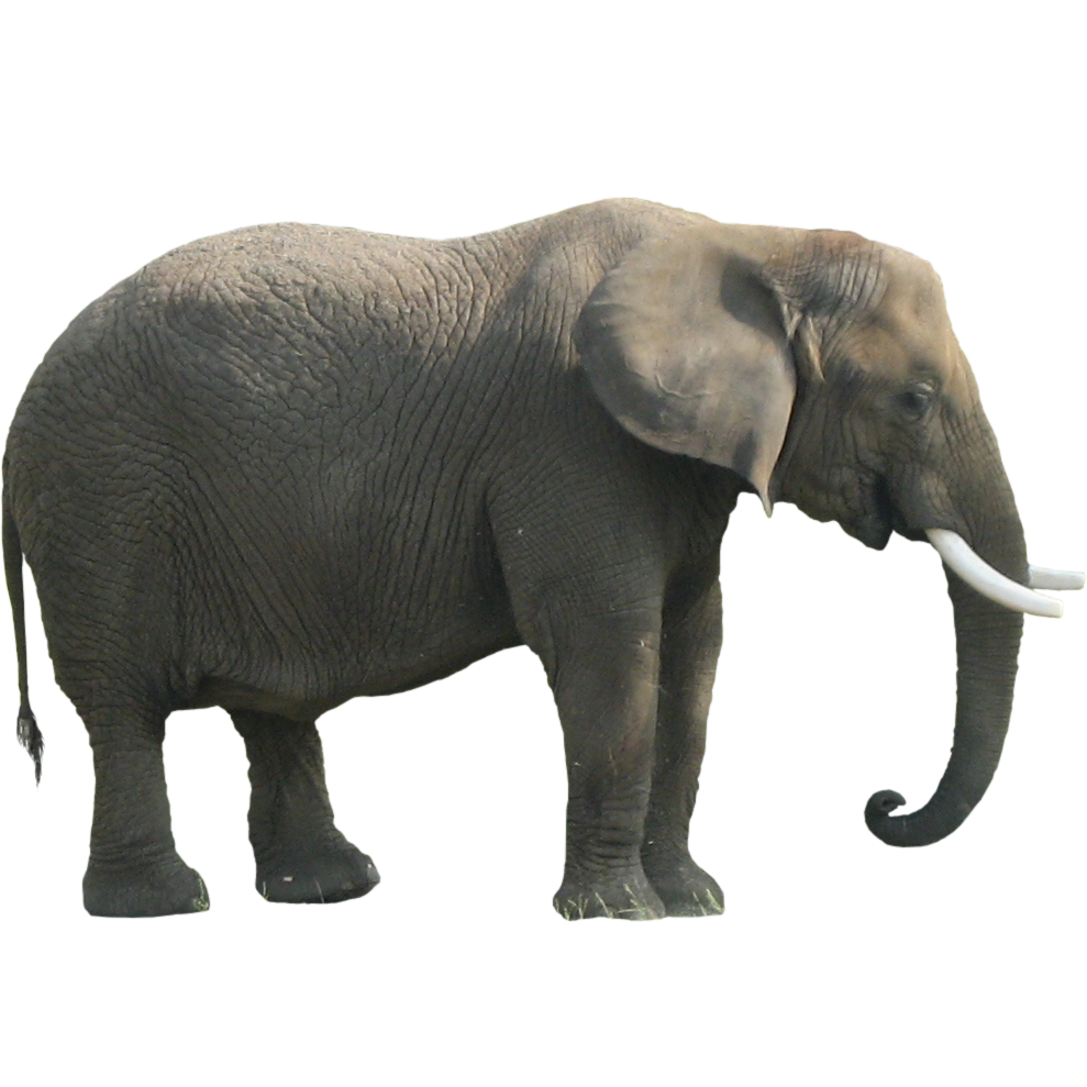 clipart image of an elephant - photo #40