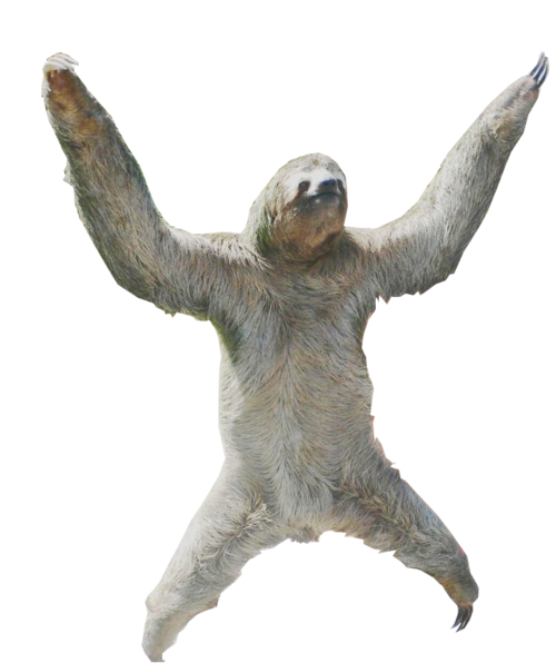Sloth PNG Transparent Images | PNG All