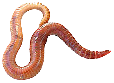 Worms-PNG-Clipart.png