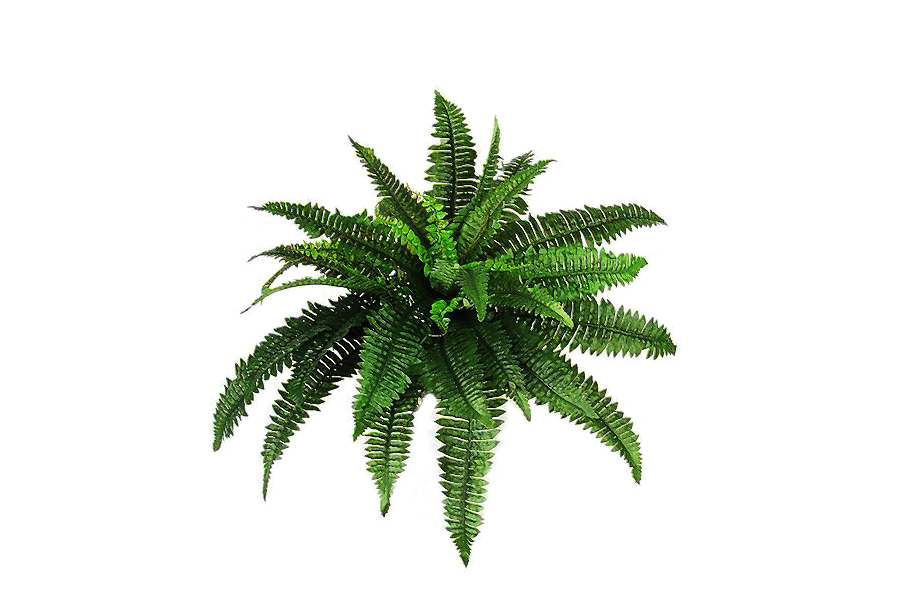 Plants PNG Transparent Images | PNG All