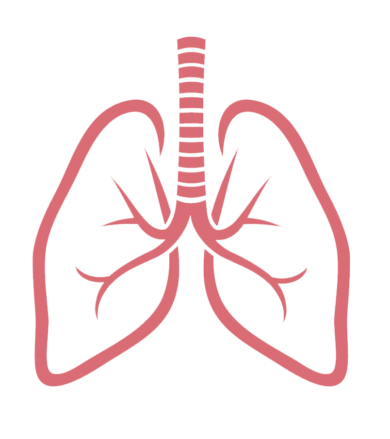 Lungs PNG Picture | PNG All