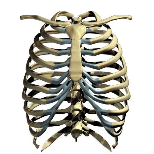 Rib Cage PNG Transparent Images PNG All 48984 The Best Porn Website