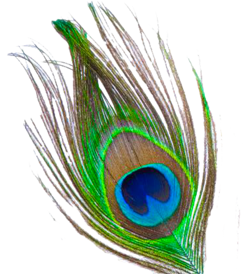 Featured image of post Transparent Background Peacock Feather Png Hd