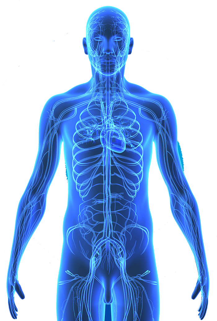 Women Human Body Diagram - Human Nervous System Diagram Anatomy Cross