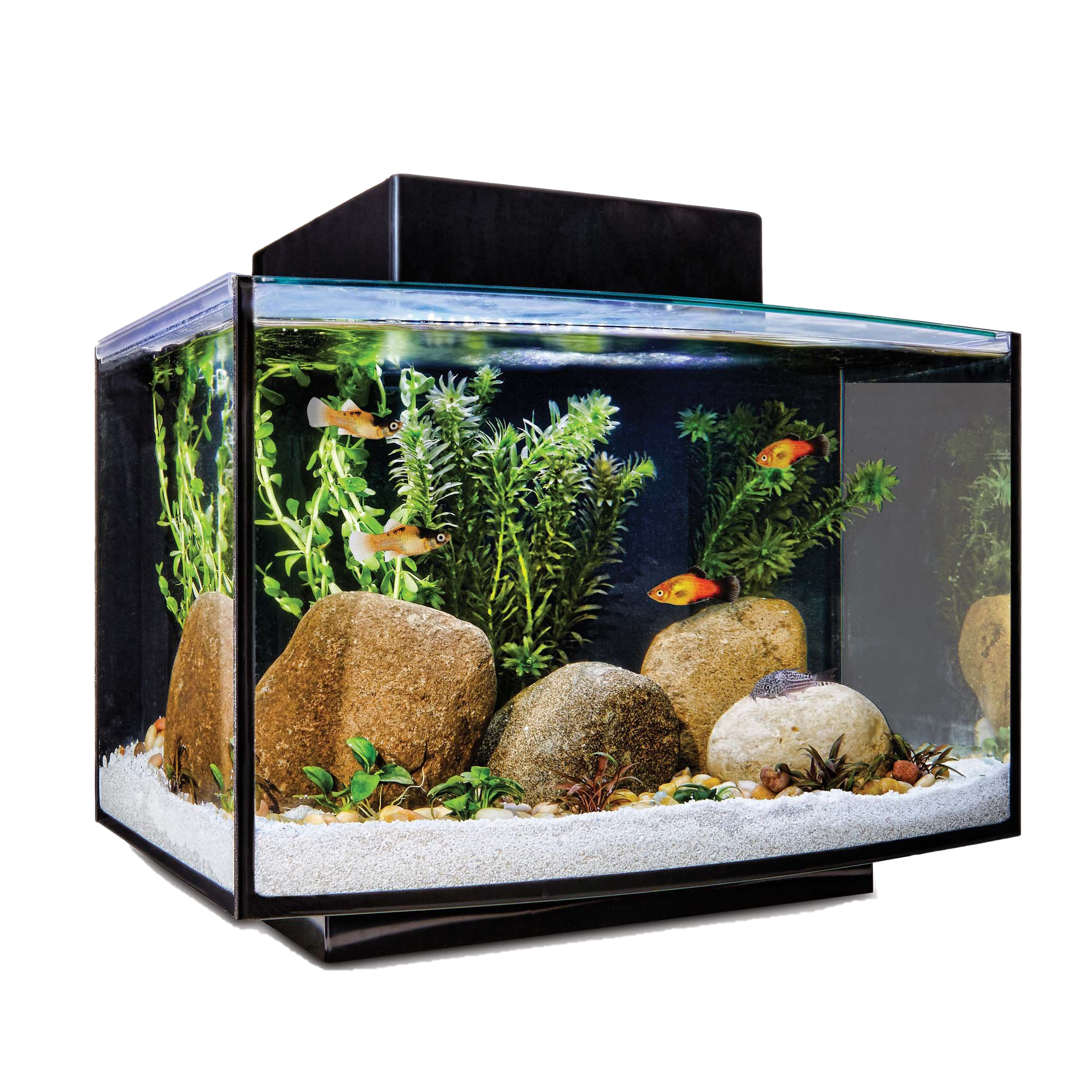 Aquarium Fish Tank PNG File PNG All