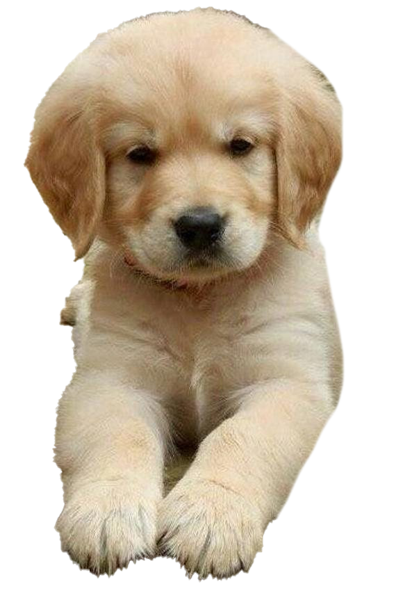 golden retriever puppy png