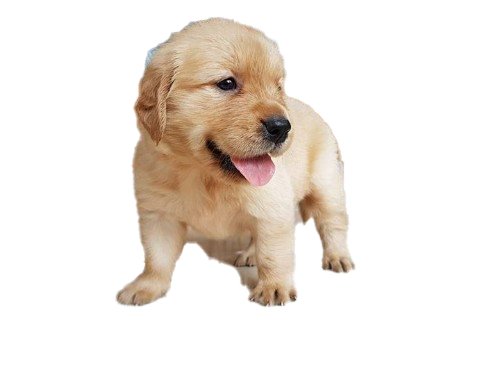 golden retriever puppy png