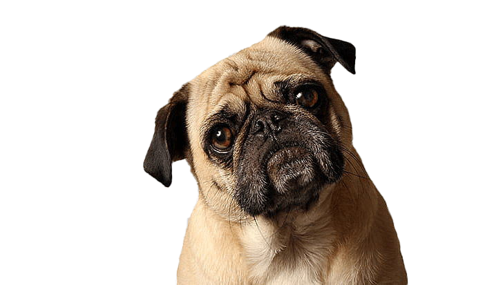 Pug PNG Pic | PNG All