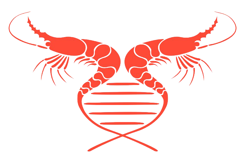 Shrimp PNG Transparent Images | PNG All