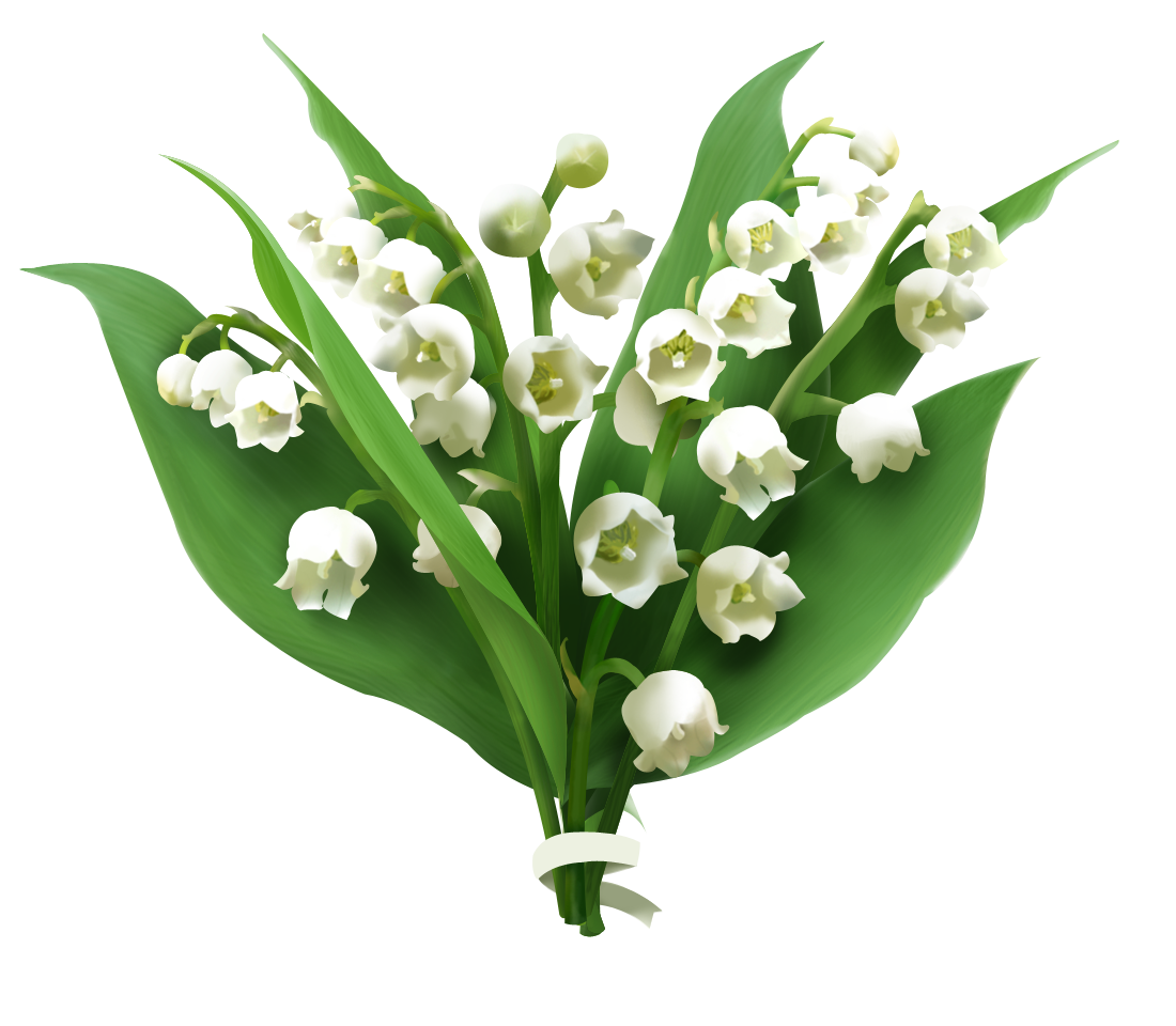 Lily of The Valley PNG Free Download | PNG All