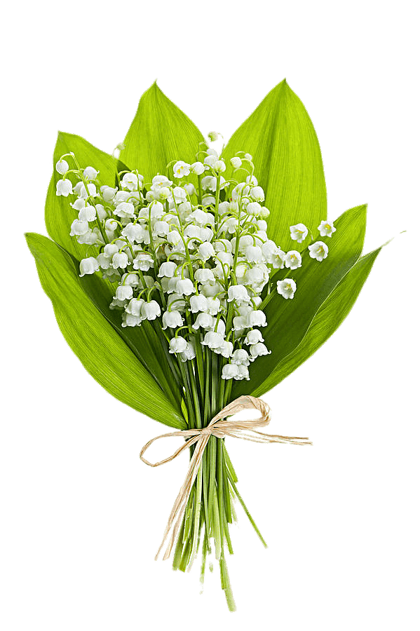 Lily Of The Valley Png Transparent Images Png All Vrogue Co
