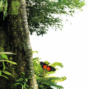 Téléchargement de la forêt PNG